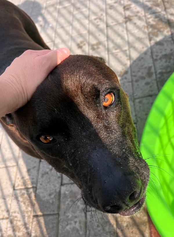 NIGEL, LA SUA RINASCITA Foto 4